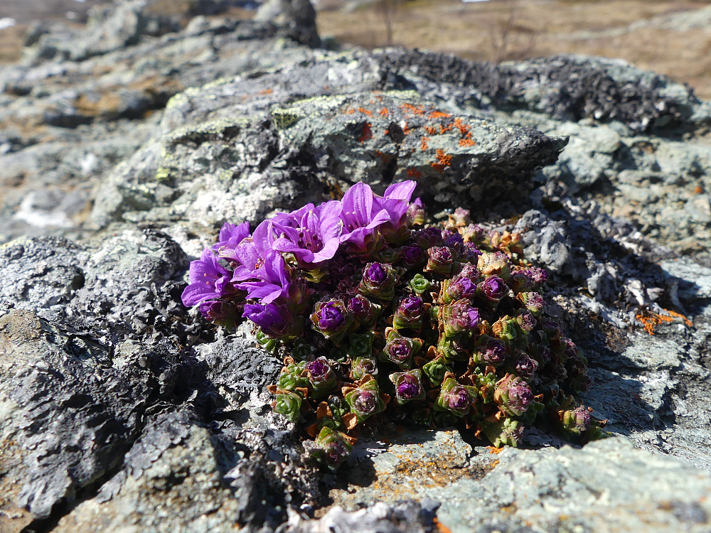 Rødsildre på toppen av Sørlifjellet.