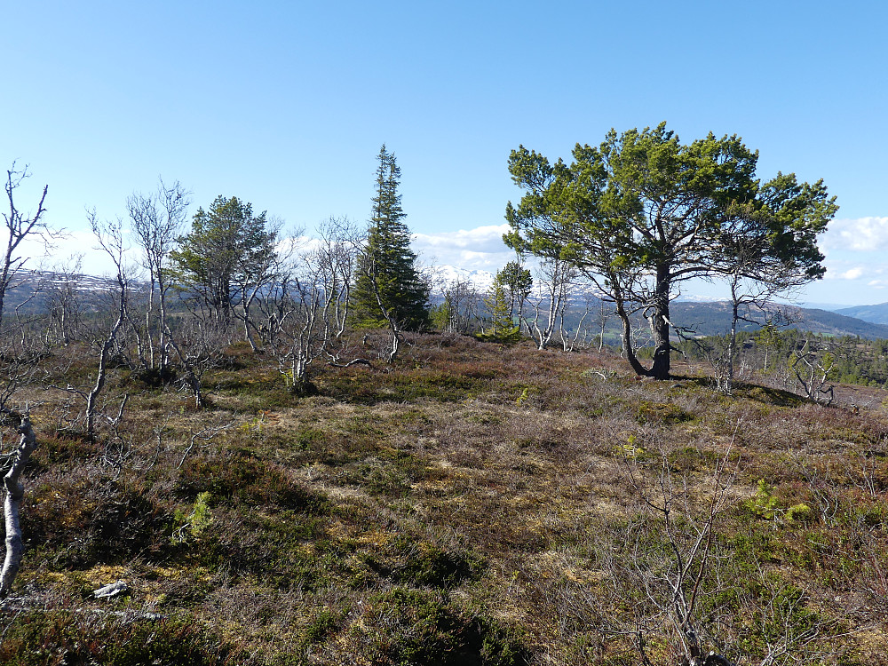 På toppen av Pikhaugan, 707 moh.