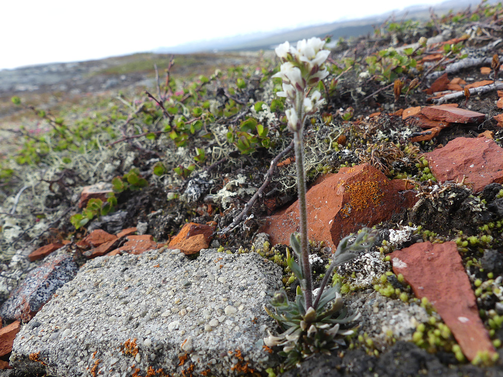 Den beskjedne bergrublomen vokser ved varden på Orvbergfjellet.
