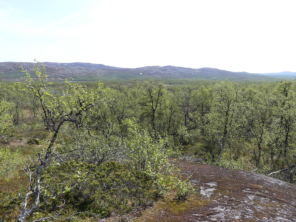 Fra toppen av Åsan ser jeg østover helt til dagens hovedmål - Storhøgda.