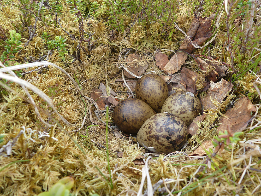 Her har enten enkelt- eller dobbeltbekkasinen lagt sine 4 fine egg på toppen av ei høy tue i myra. 