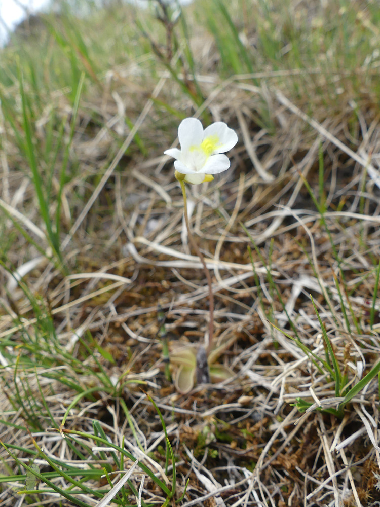 På tur opp passerer jeg en stor forekomst av den sjeldne planta fjelltettegras.