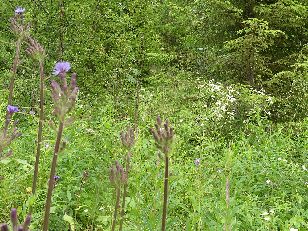 Ved Fjellvollen blomstrer turt og hvitsoleie i skjønn forening!
