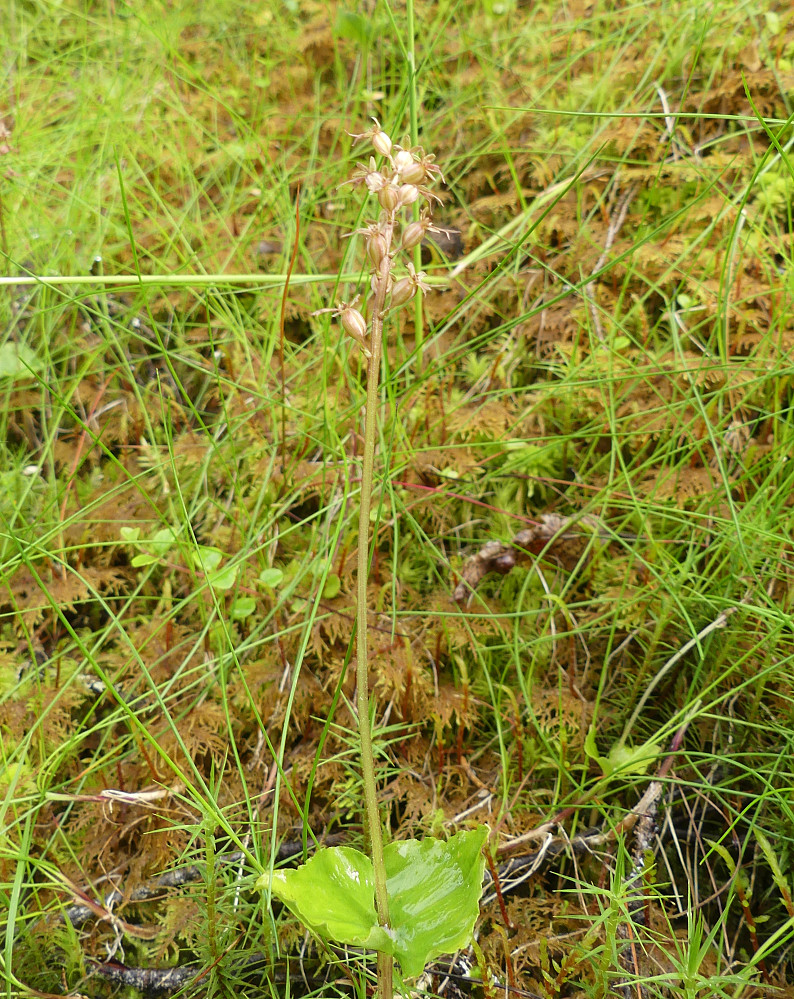Korallrot.