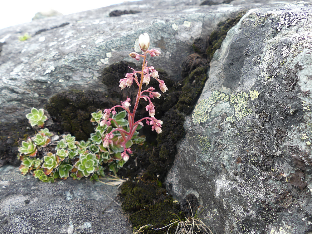 Bergfrue i bergsprekk.