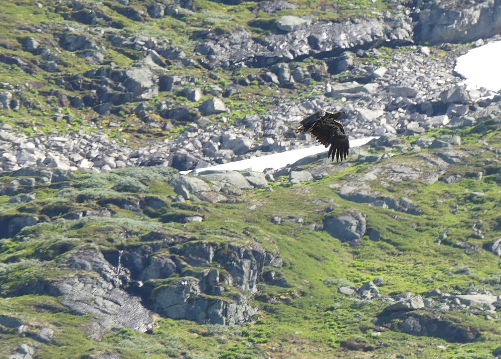 Ved det øvre Botnevatnet skremmer vi opp en havørn. Den er nok på fisketur.