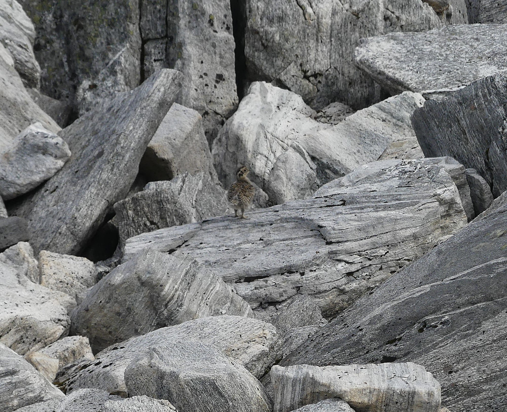 Den er godt kamuflert og så vidt flyvedyktig fjellrypekyllingen, og...