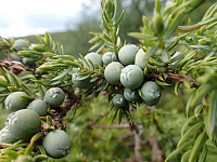 ghhanssen_20220302_621f66a7d3a53.jpg