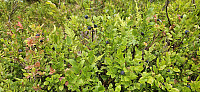 ghhanssen_20240902_66d55146b4285.jpg