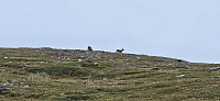 ghhanssen_20240902_66d5514e934a0.jpg