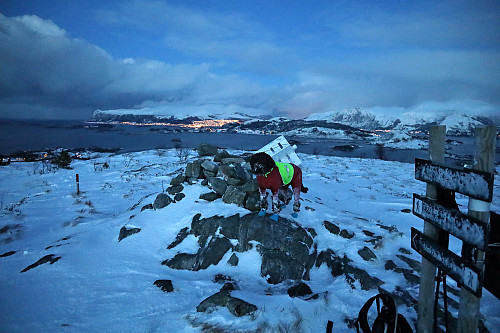 Vi prøvde, men hunden ville ikke på en høyere topp i dag. Kraftig vind i snøbygene og til tider MYE snø. Muligens slutt på fotturer på en stund...