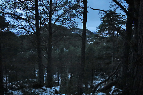 Fin skogstur mot Eikenakken i skumringen