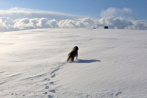 Mye snø på Skafjellet og forferdelig tungt!