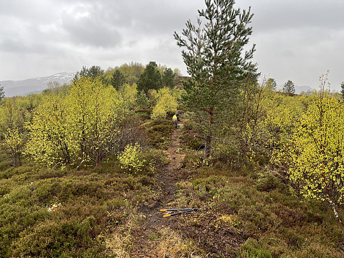 Vedlikehold av sti på Rambjøra