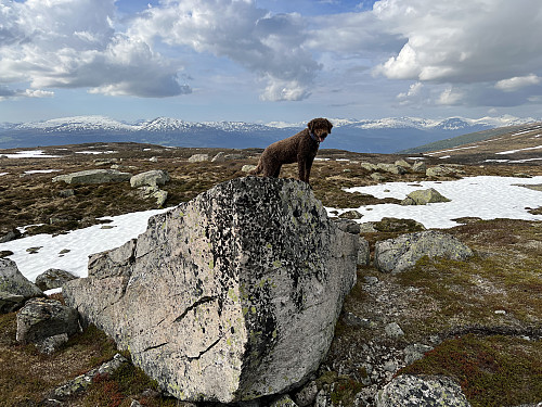 Det er kun toppen som gjelder...