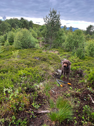 Stivedlikehold på Rambjøra