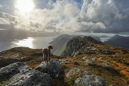 Ryggen fra Laupsnipa - og helt mot Årvikveten er en fantastisk flott tur!