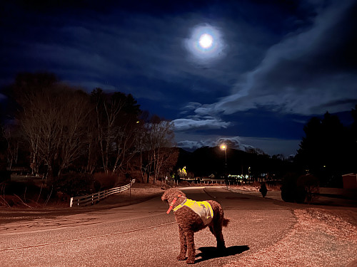 Kveldstur med hunden