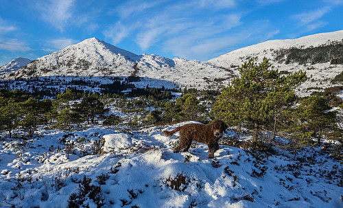 På Storehaugen. Røddalshorn i bakgrunnen