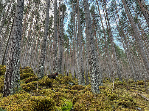 Off-trail i Amleholt-skogen