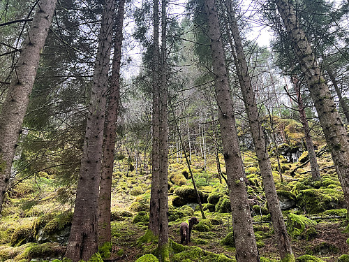 Off-trail mot Eikenakken