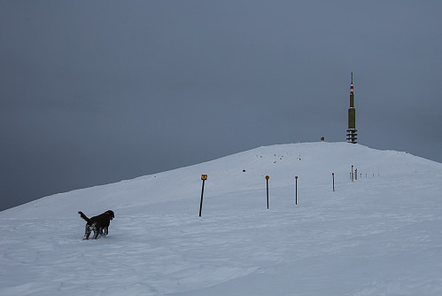 Tunge forhold for hunden > 800m i dag...