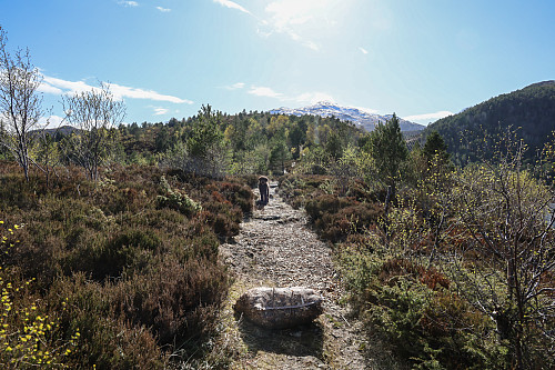 Bæring av flis til Djupvikhaugen