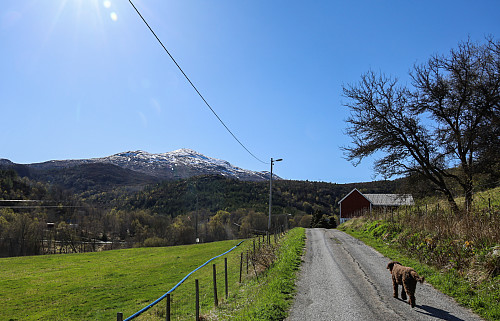 På vei til Rjåhornet for å klippe busk...
