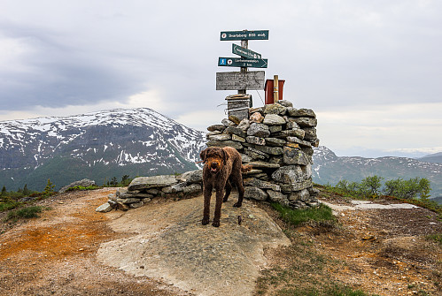 På Slakkafjellet - i lett regn