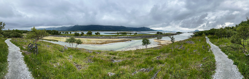 Herlige stier i Brønnøysund