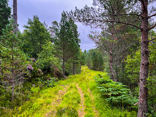 Fint joggeterreng!