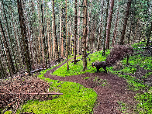 På vei ned Stedjeåsen-skogen. Nydelig grønnfarge!