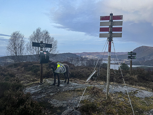 På Rambjøra - sjuk...