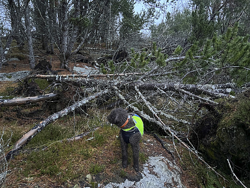 I trøbbel på Lisjeneset...