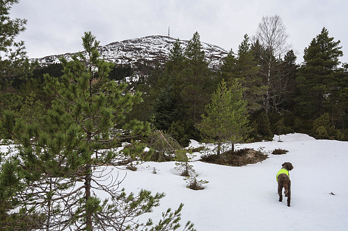 Etter en del off-trail kommer toppen til syne