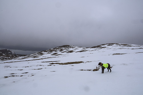 Tungt å jogge i råtten snø...
