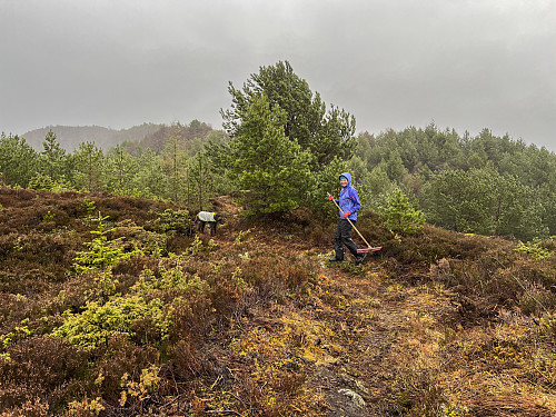 Av og til må skogen rakes!