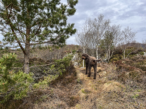 Karma med våtseksem på halen