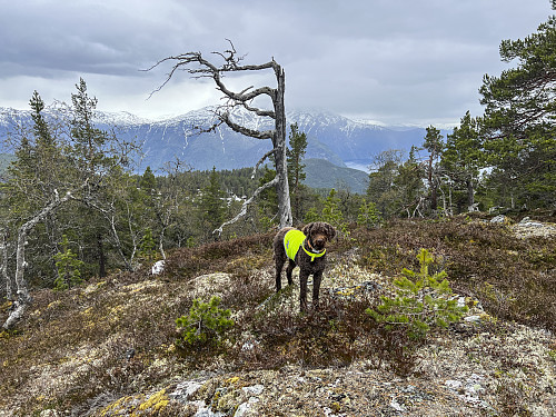 På Tirsholten