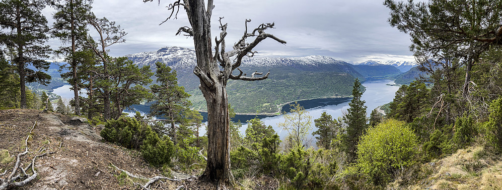 En gløtt av Sogndalsfjorden