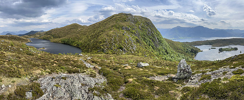 Årvikveten