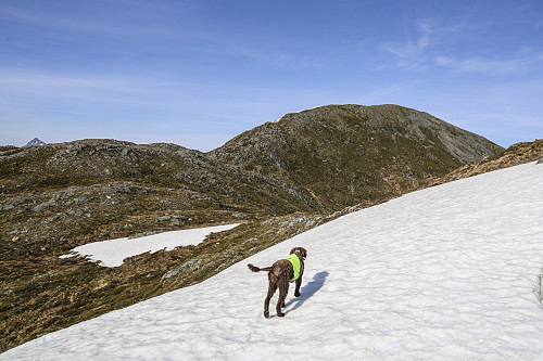 På vei mot Koppefjellet
