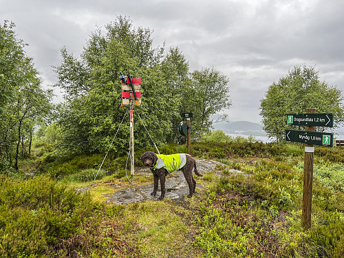 Grenklipping på Rambjøra