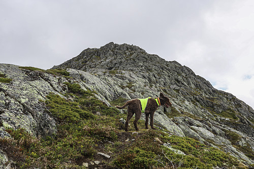 På vei opp sørvestryggen