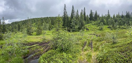Moderat trivelig rute opp Risfjellet