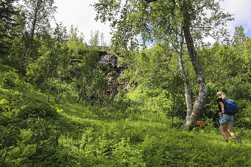 Gjennom skogen
