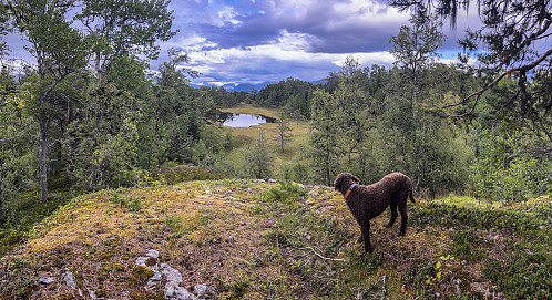 En fin runde med doggen. 