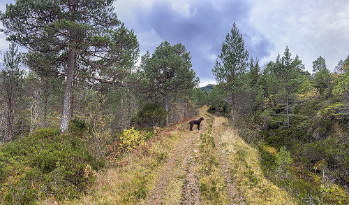 På sykkel i skogen, på vei mot Gyrinakken