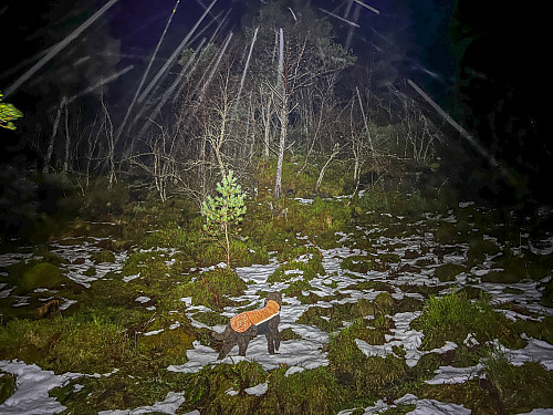 Veldig off-trail i Heida-skogen