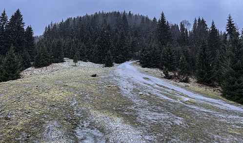 Ganske glatt i skogen i dag...